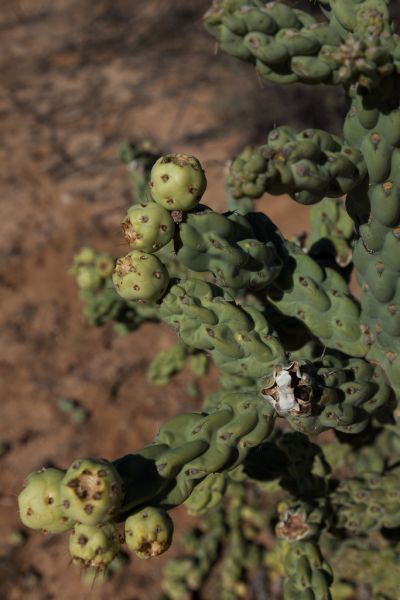 Файл:Cylindropuntia cholla 4h.jpg