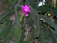 Disocactus macdougallii 2.JPG