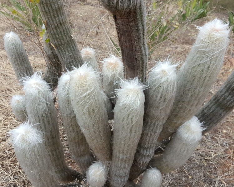 Файл:Espostoa lanata ssp. huanucoensis 4.jpg