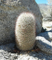 Mammillaria dioica 2.JPG