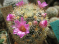 Mammillaria laui ssp. subducta