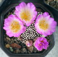 Mammillaria luethyi