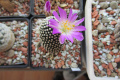 Mammillaria luethyi 1.jpg
