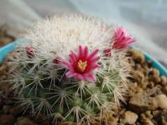 Mammillaria tayloriorum 02.jpg