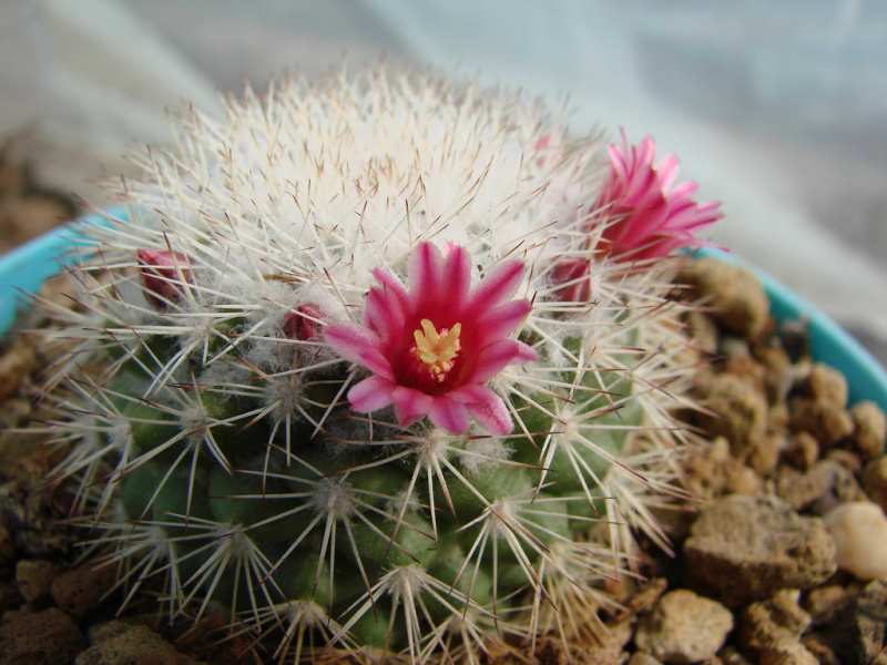 Файл:Mammillaria tayloriorum 02.jpg