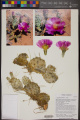 Opuntia pinkavae herb2.jpg