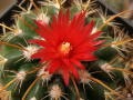 Parodia aureicentra