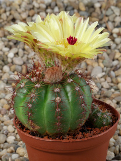 Parodia ottonis ssp. horstii b.jpg