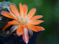 Rebutia padcayensis 01.jpg