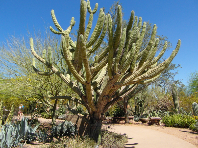 Файл:Stetsonia coryne 32.jpg