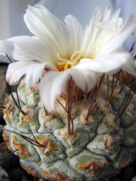 Файл:Strombocactus disciformis 4.JPG