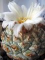 Strombocactus disciformis ssp. disciformis