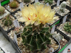 Thelocactus setispinus.jpg