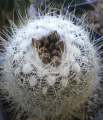 Turbinicarpus saueri ssp. knuthianus 4.jpg