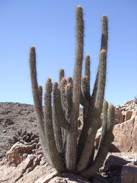 Файл:Weberbauerocereus weberbaueri 1.JPG