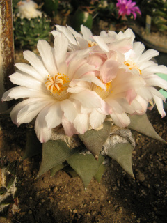 Ariocarpus furfuraceus.jpg