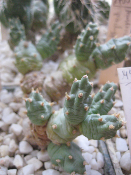 Файл:Austrocylindropuntia floccosa.jpg