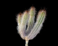 Echinocereus schmollii 2.jpg