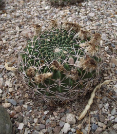 Echinopsis cinnabarina.jpg