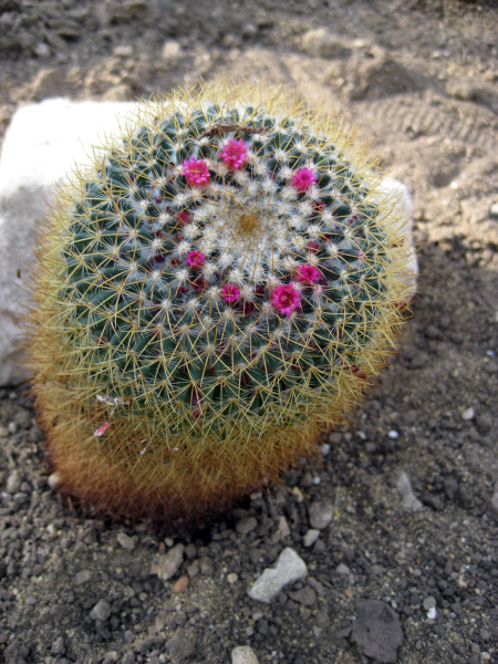 Файл:Mammillaria rhodantha aureiceps.jpg