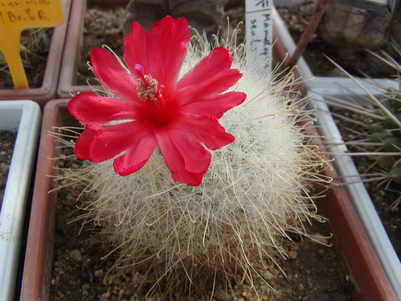 Файл:Mammillaria senilis.jpg