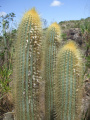 Micranthocereus auriazureus