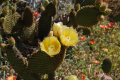 Opuntia microdasys