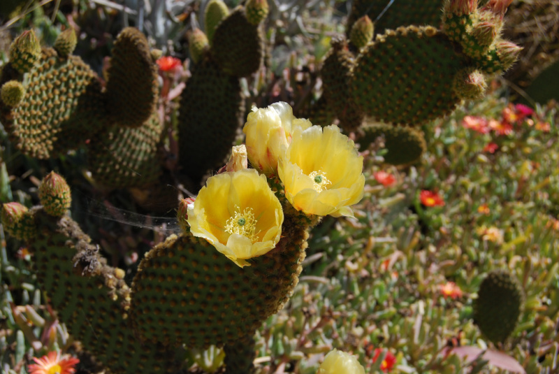 Файл:Opuntia microdasys 1.jpg