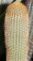Pilosocereus multicostatus