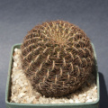 Rebutia breviflora 3.jpg