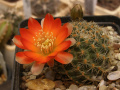 Rebutia steinmannii var. christinae