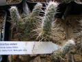 Tephrocactus weberi P50