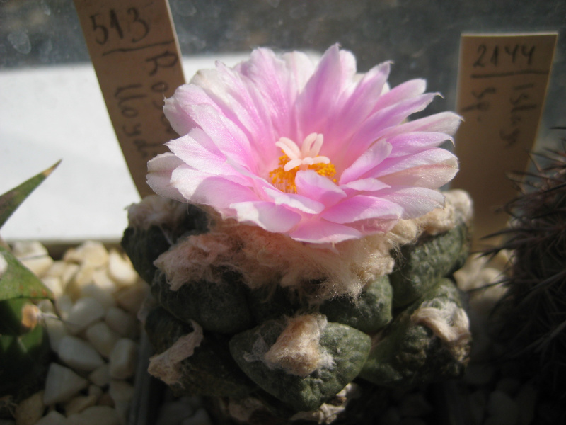 Файл:Ariocarpus fissuratus var. lloydii 4.jpg.jpg