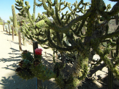 Austrocylindropuntia subulata 25.JPG