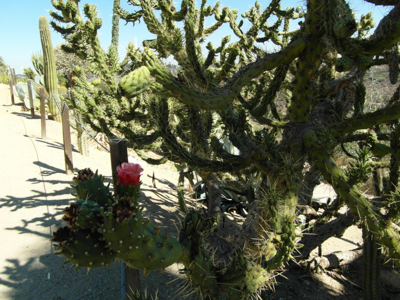 Файл:Austrocylindropuntia subulata 25.JPG