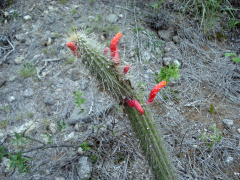 Cleistocactus baumannii baumanii 1.jpg