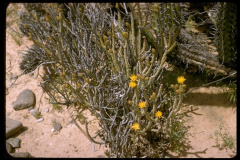 Cylindropuntia tesajo 0122.jpeg