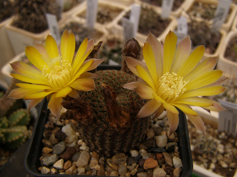 Файл:Echinopsis famatinensis.jpg