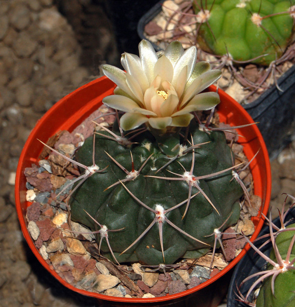 Файл:Gymnocalycium fischeri ssp suyuquense.JPG