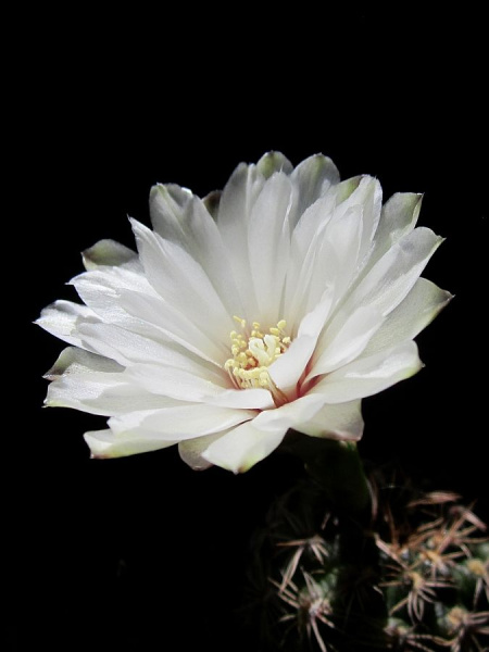 Файл:Gymnocalycium mesopotamicum 02.jpg