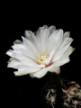 Gymnocalycium mesopotamicum 02.jpg