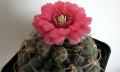Gymnocalycium oenanthemum 4.jpg