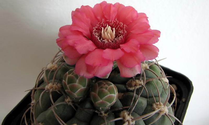 Файл:Gymnocalycium oenanthemum 4.jpg