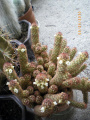 Mammillaria elongata 1 Калина.jpg
