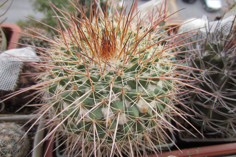 Файл:Mammillaria standleyi.jpg