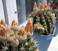 Parodia mammulosa 5.jpg