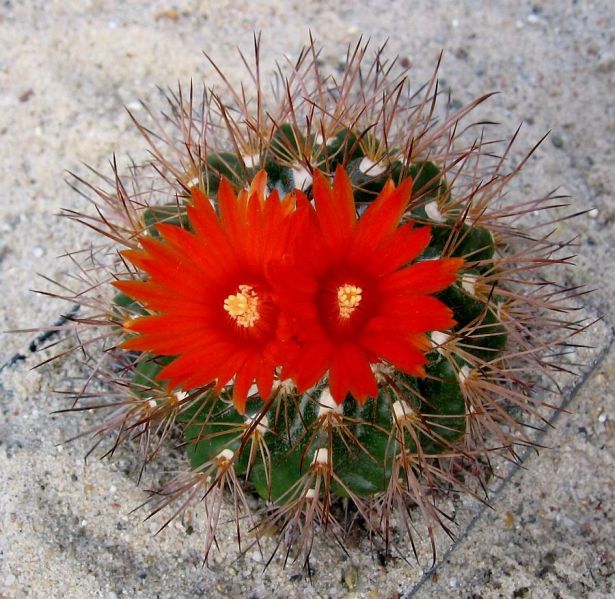 Файл:Parodia stuemeri 02.jpg