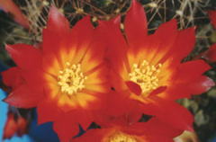 Rebutia padcayensis.jpg