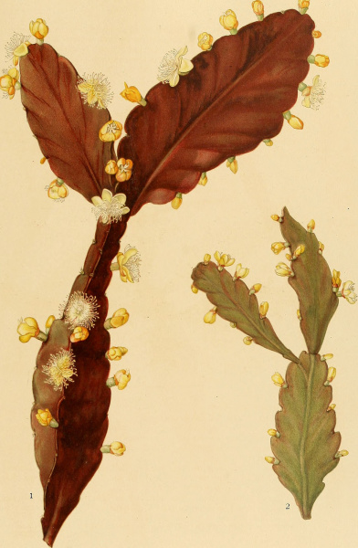 Файл:Rhipsalis pachyptera 1.jpg