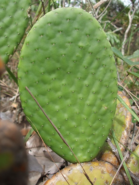 Файл:Tacinga inamoena ssp. inamoena 1.JPG